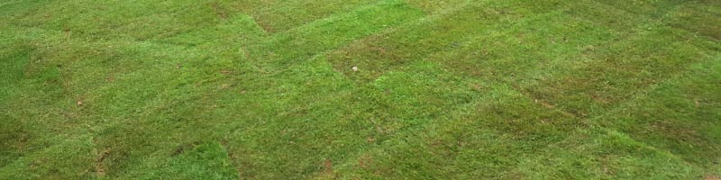 Aeration / Scarification Service