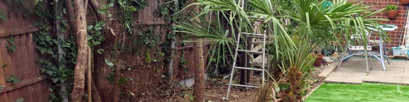 tree surgery service tree surgery service